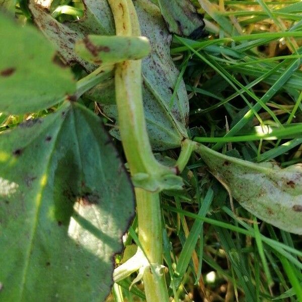 Vicia faba Bark