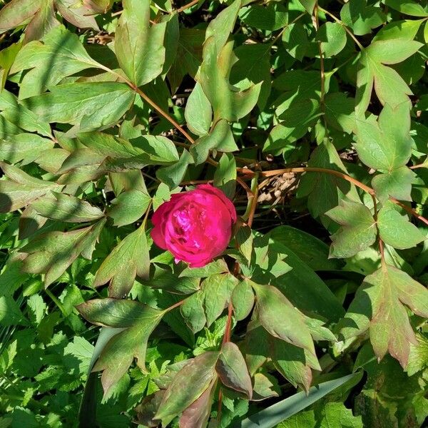 Paeonia × suffruticosa Flower