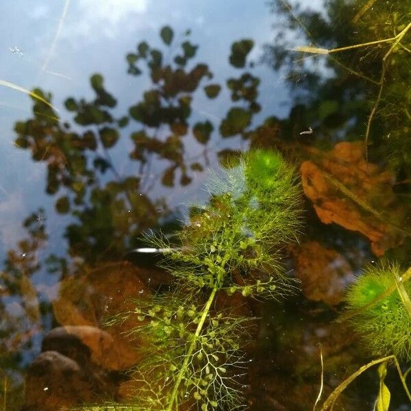 Utricularia vulgaris Leaf