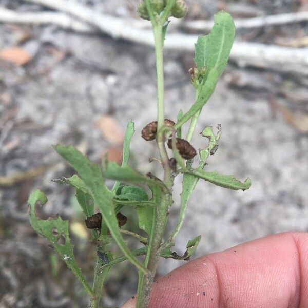 Sphaeromorphaea australis 整株植物