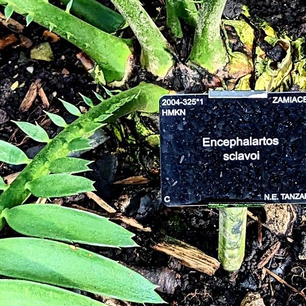 Encephalartos sclavoi Bark