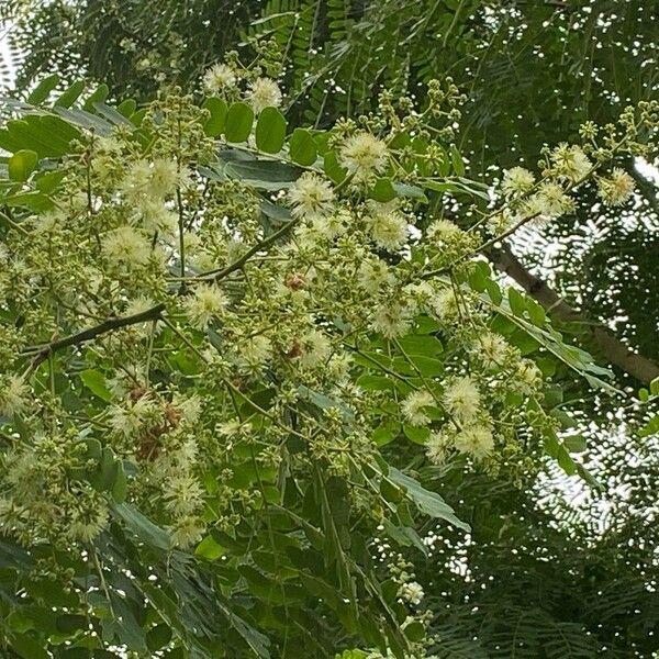 Enterolobium contortisiliquum Blomma