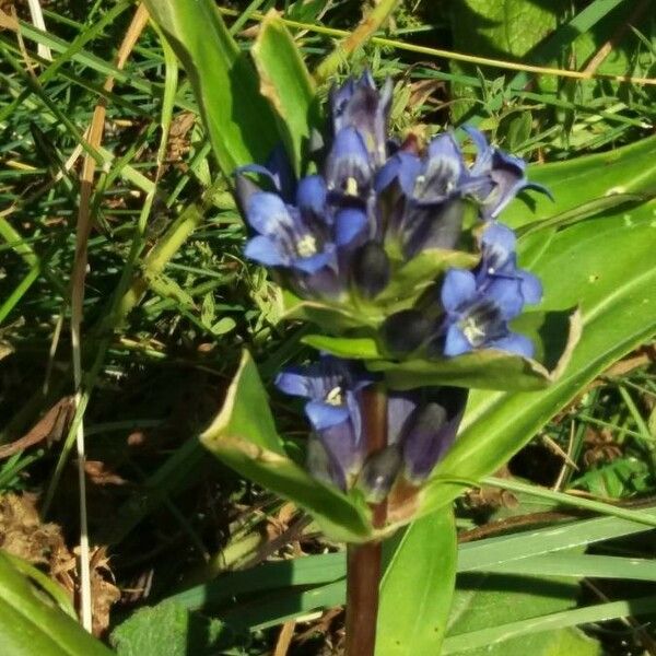 Gentiana septemfida Blodyn