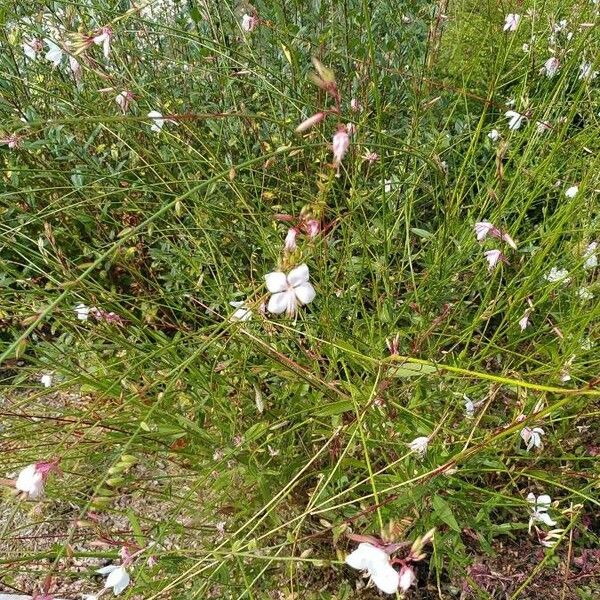 Oenothera lindheimeri Кветка