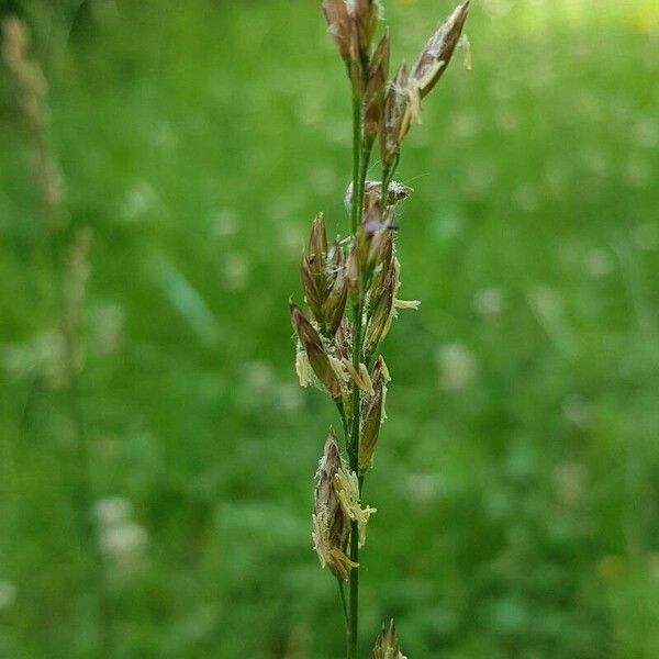 Lolium arundinaceum Flower