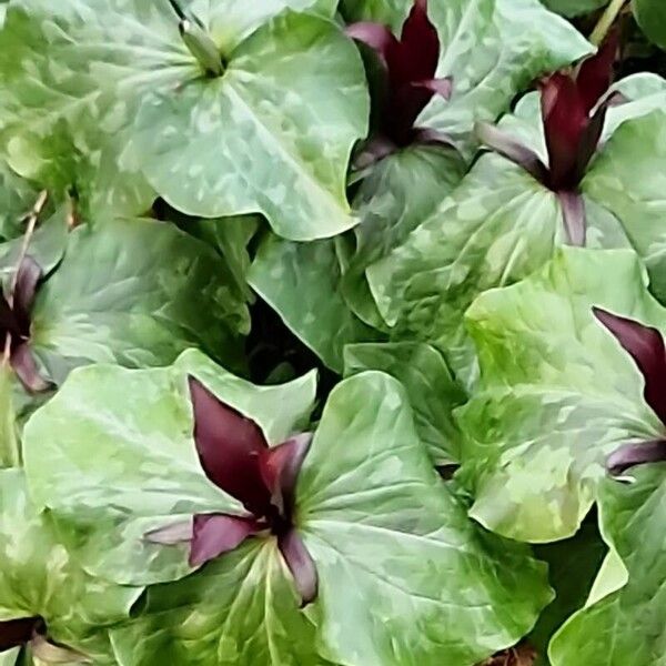 Trillium kurabayashii Leaf