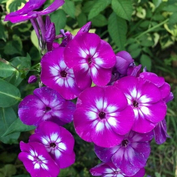 Phlox drummondii Flower