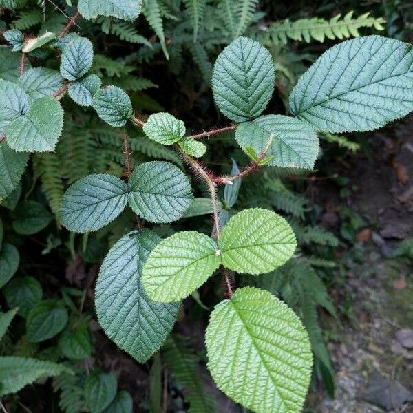 Rubus ellipticus Levél