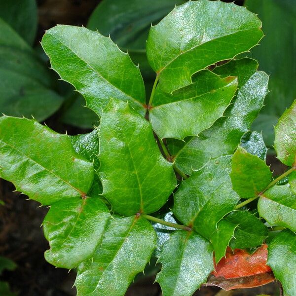 Berberis aquifolium 葉