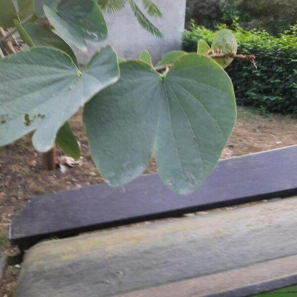 Bauhinia purpurea Leaf