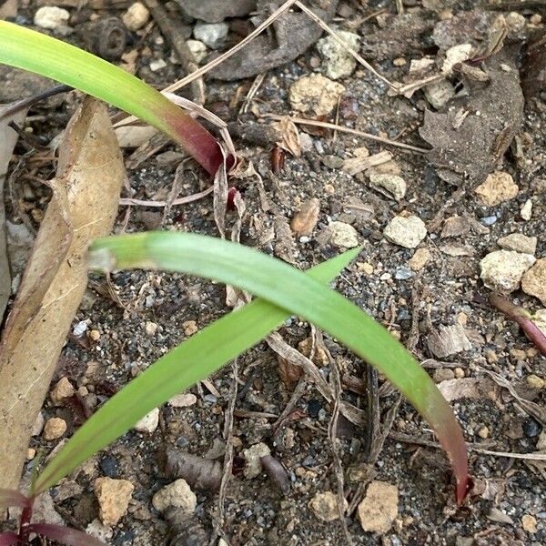 Zephyranthes carinata Blatt