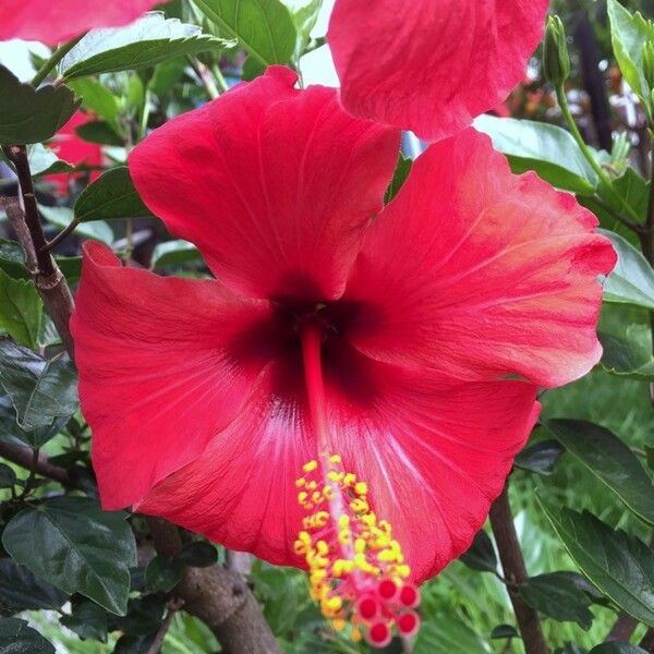 Hibiscus rosa-sinensis 花