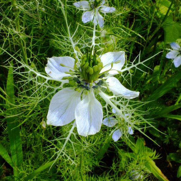 Nigella damascena Blodyn