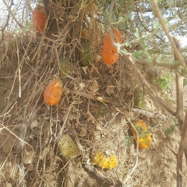 Cucumis metuliferus Fruit