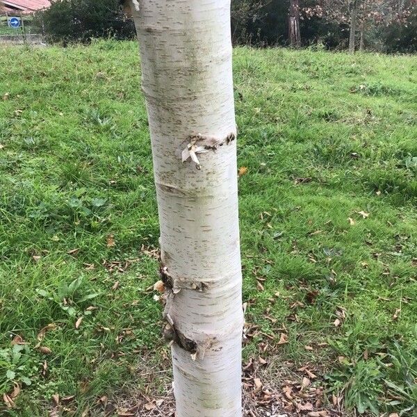 Betula nigra Кора