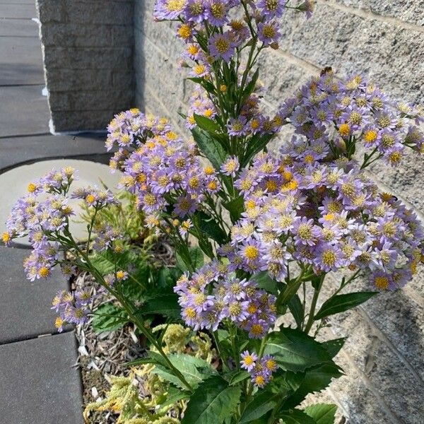 Aster tataricus 花