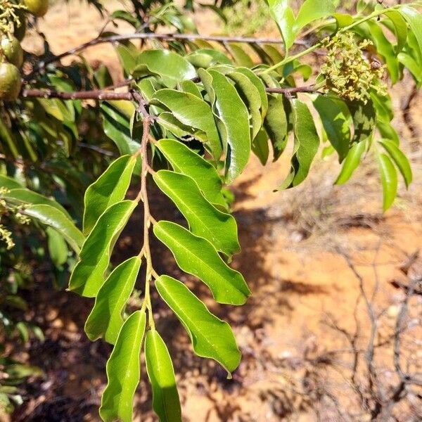 Diospyros mespiliformis Other