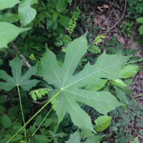 Cnidoscolus aconitifolius Blad