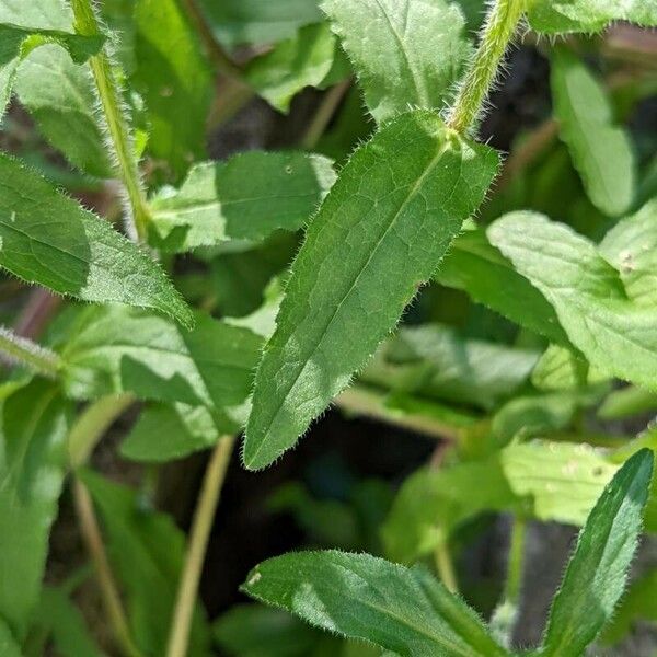 Campanula medium Лист