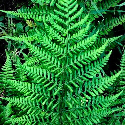 Dryopteris dilatata Blatt