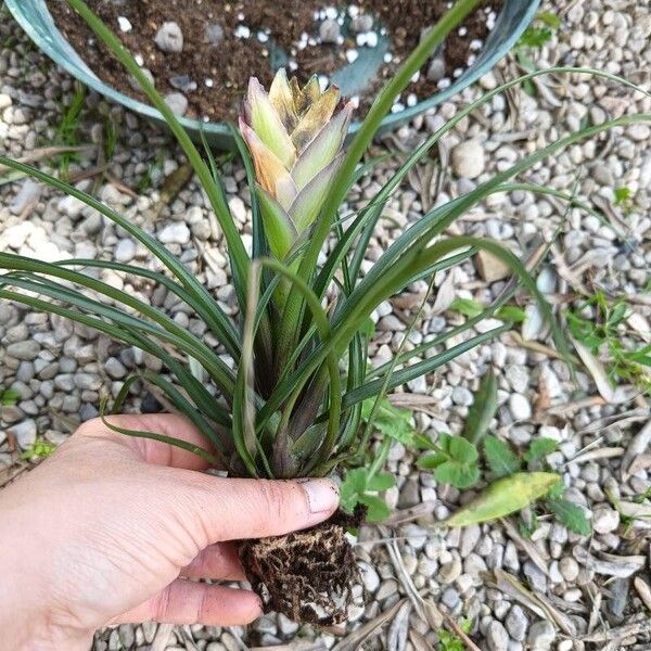 Tillandsia guatemalensis Кветка