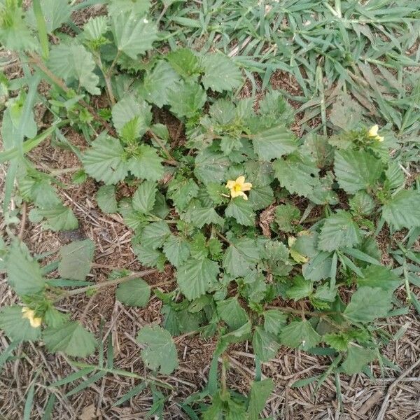 Malvastrum coromandelianum Floare