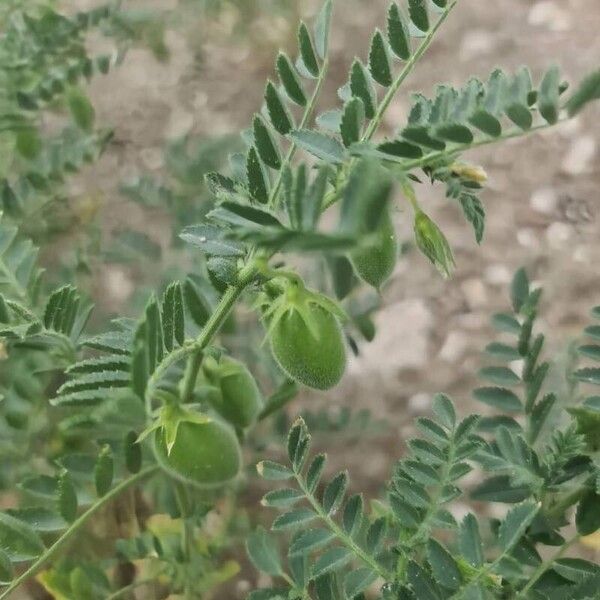 Cicer arietinum Fruit