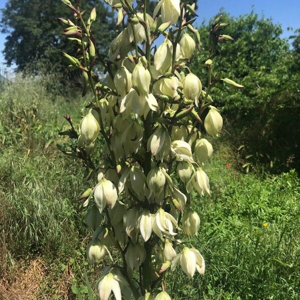 Yucca filamentosa Flor