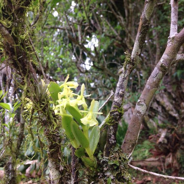 Epidendrum difforme Floare