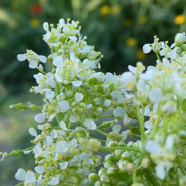 Lepidium latifolium Цветок