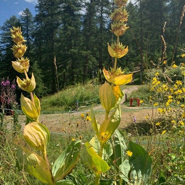 Gentiana lutea Цвят