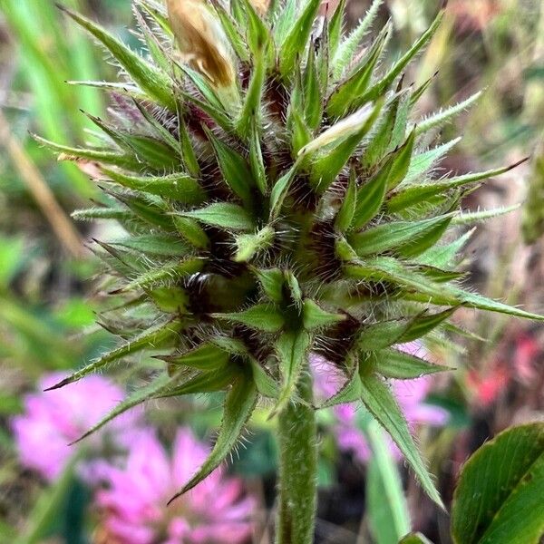 Trifolium alexandrinum Fruit