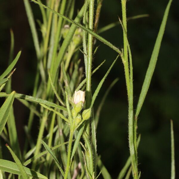 Sida linifolia Frukto