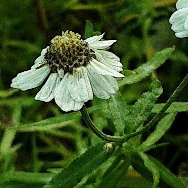 Achillea ptarmica Λουλούδι