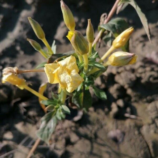 Oenothera laciniata Цветок