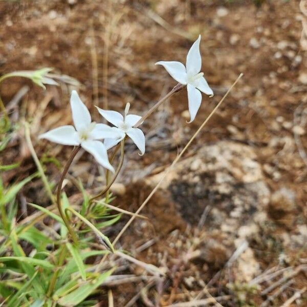 Conostomium quadrangulare Flower