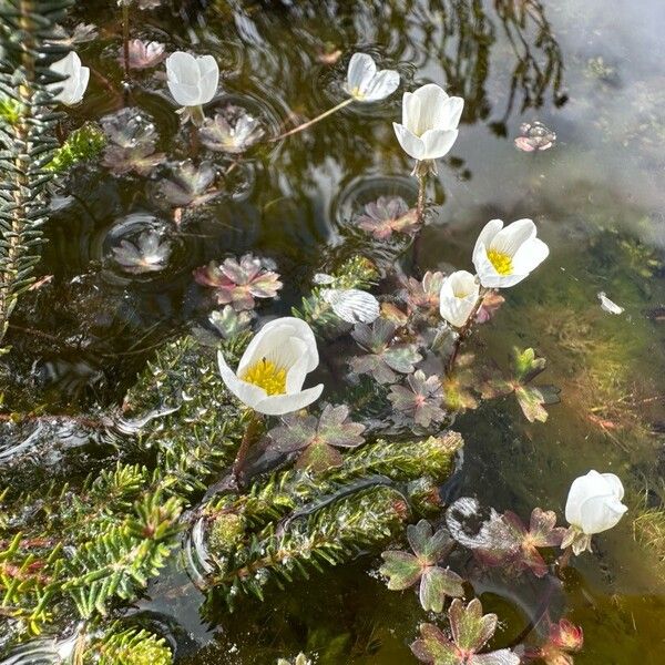 Ranunculus ololeucos Květ