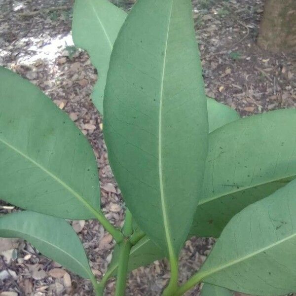 Garcinia gardneriana 葉