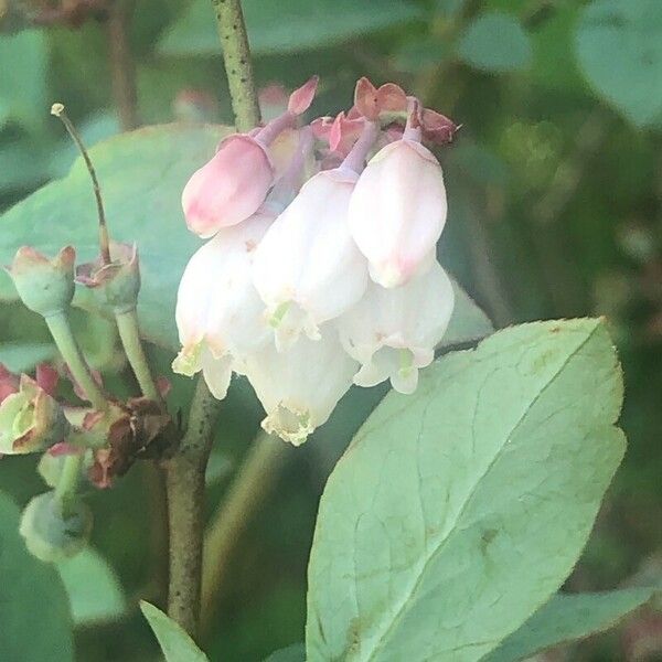 Vaccinium fuscatum Flower