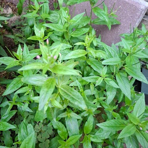 Epilobium ciliatum List