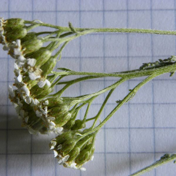 Achillea setacea Flower