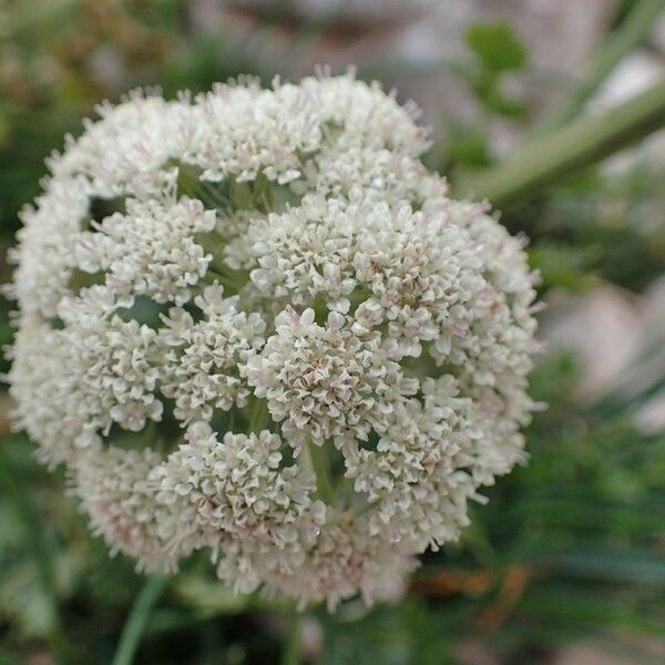 Seseli libanotis Flower