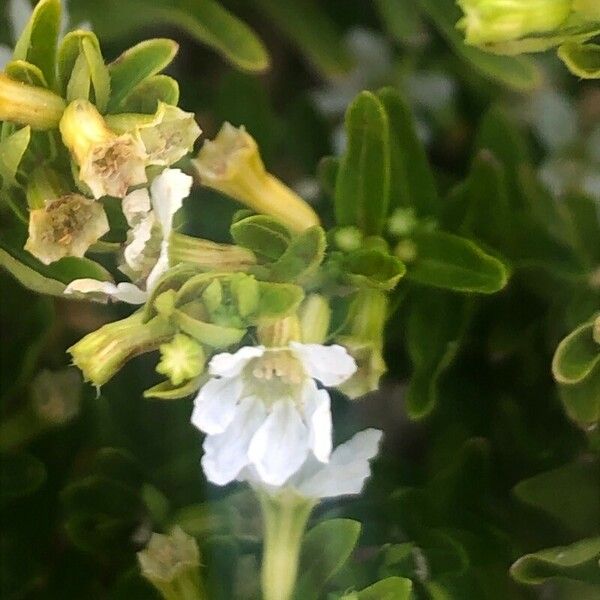 Cuphea hyssopifolia Flower