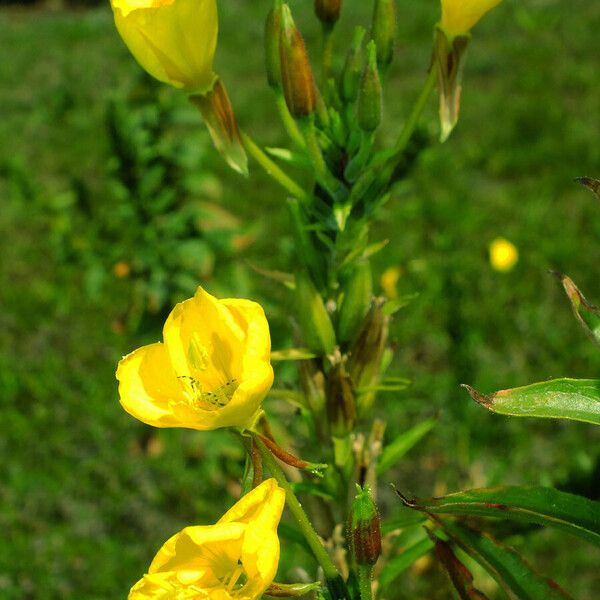 Oenothera biennis Λουλούδι