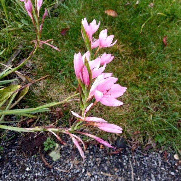 Watsonia borbonica 花