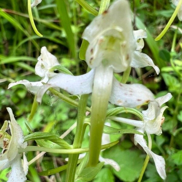 Platanthera chlorantha 花