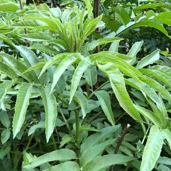 Sambucus ebulus Leaf