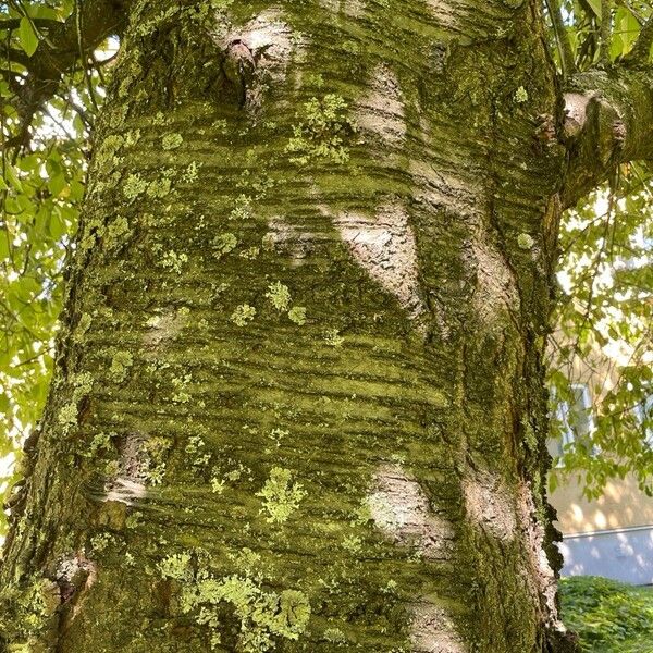 Prunus cerasus Bark