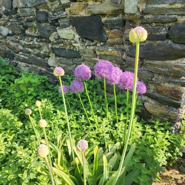 Allium giganteum Цвят