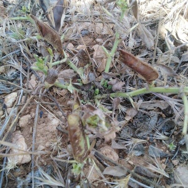 Vicia narbonensis Pokrój